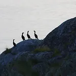 Kaikanten Rorbuer - 3* Røst