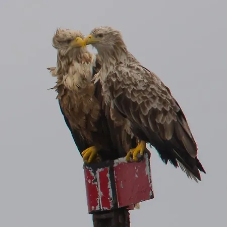 Kaikanten Rorbuer - Røst