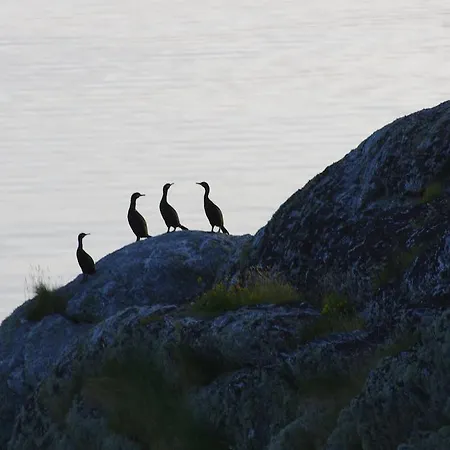 Kaikanten Rorbuer - 3* Røst