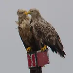 Kaikanten Rorbuer - Røst